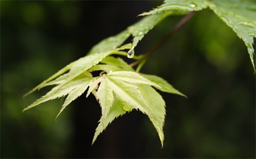 專為華為榮耀手機用的加速充電軟件？
